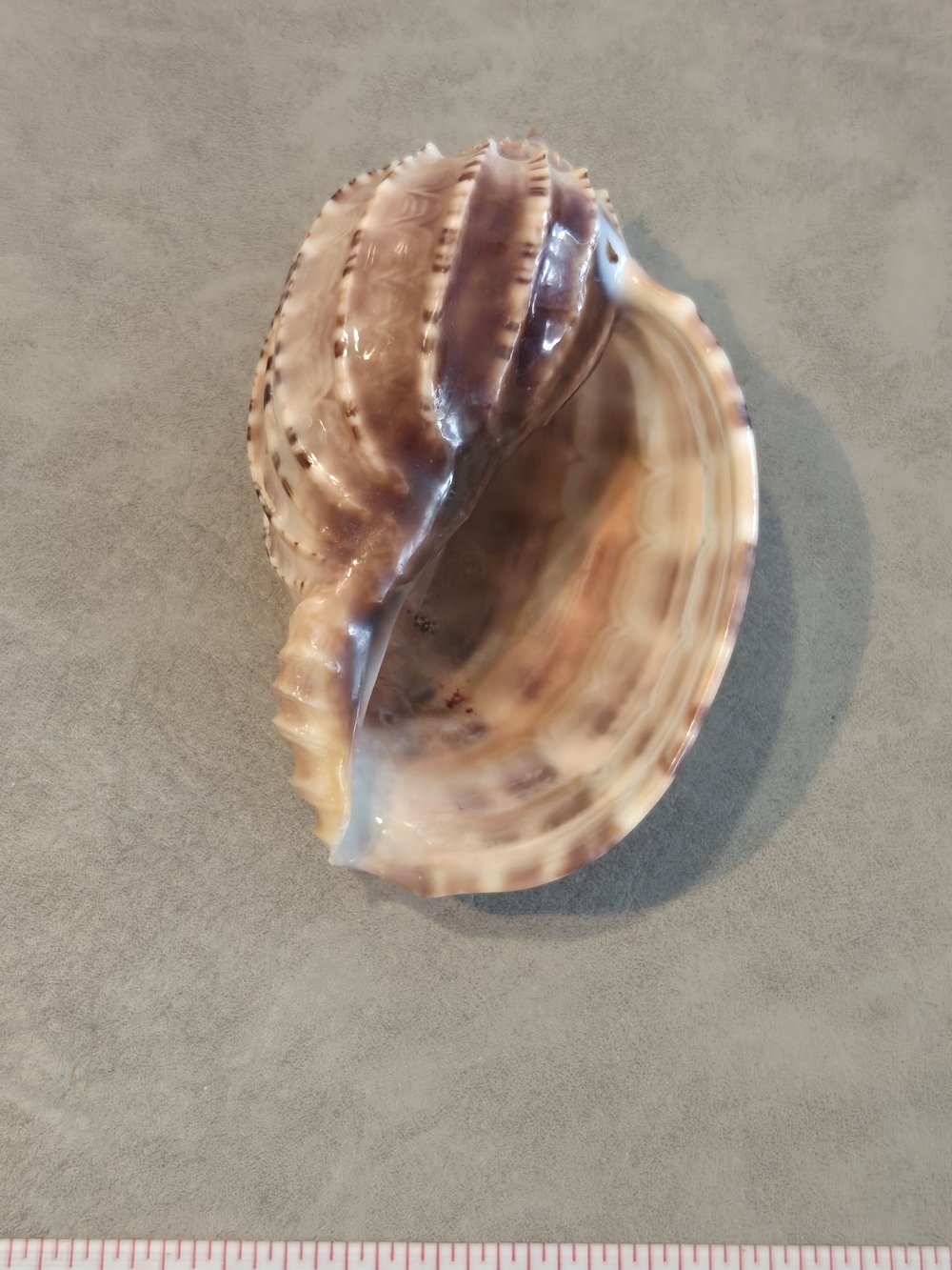 🐚 Natural Harpa Shell | Harp Shell | Bold Ribbed Ridges | Purple Interior | 3 i